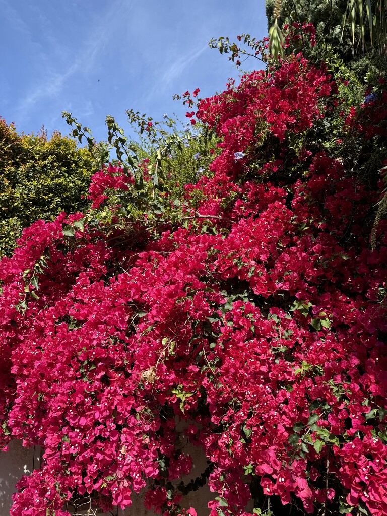 Bougainvillea by jeremyccc