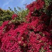 Bougainvillea