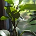Plant on the windowsill 