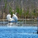 mute swan busking