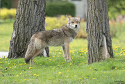 13th May 2024 - The coyote