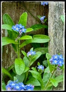 13th May 2024 - Forget Me Not