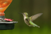 13th May 2024 - Hummingbird
