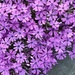 Creeping Phlox by paintdipper