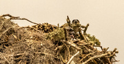13th May 2024 - Baby Osprey's Peeking Out of the Nest!