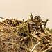 Baby Osprey's Peeking Out of the Nest!