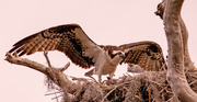 13th May 2024 - Mom Osprey Stretching Her Wings!