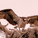 Mom Osprey Stretching Her Wings!