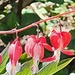 Bleeding hearts