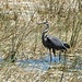 Blue Heron by paulabriggs