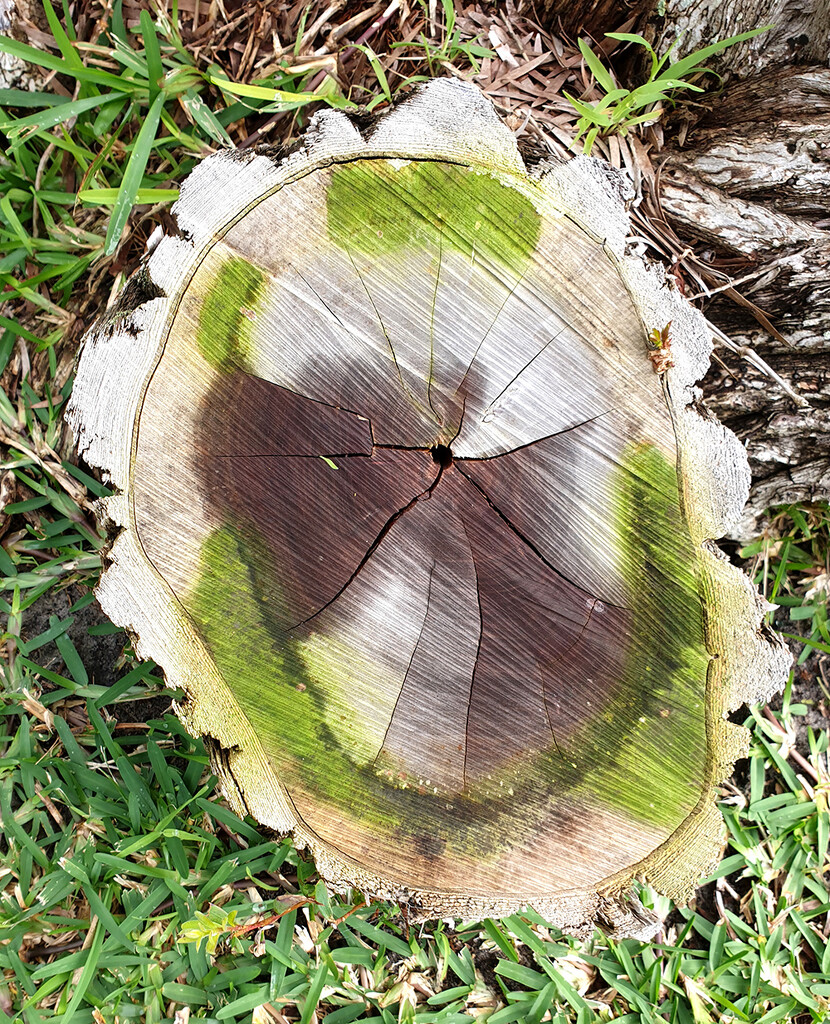 Tree Stump by onewing