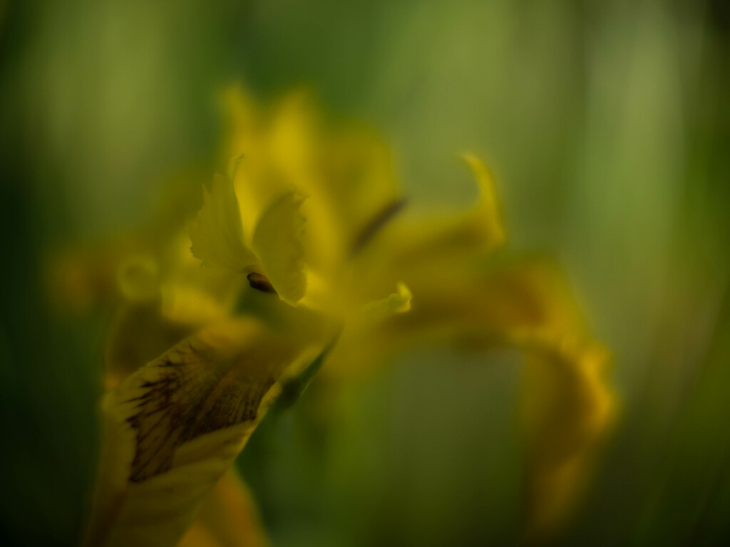 Iris pseudacorus by haskar