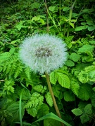 14th May 2024 - The Dandelion Radiance