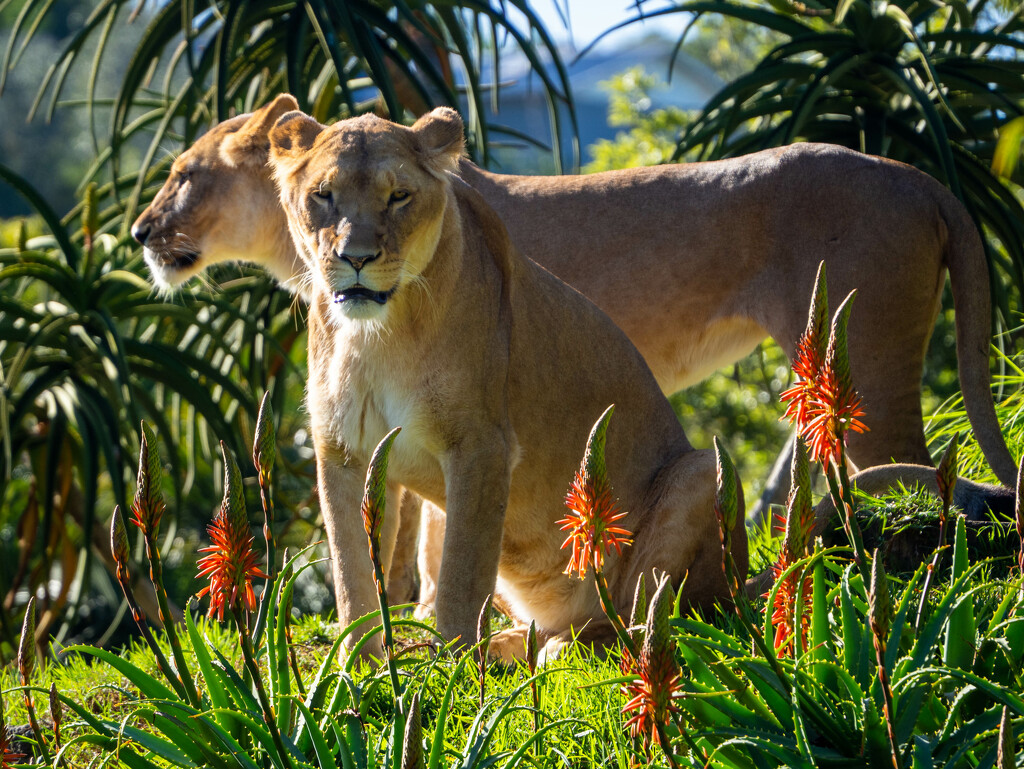 Simba and Nala by christinav