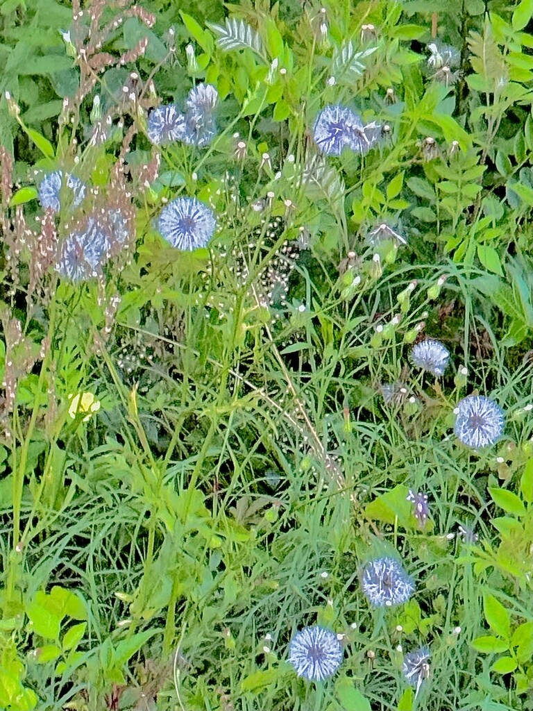 Dandelions by congaree