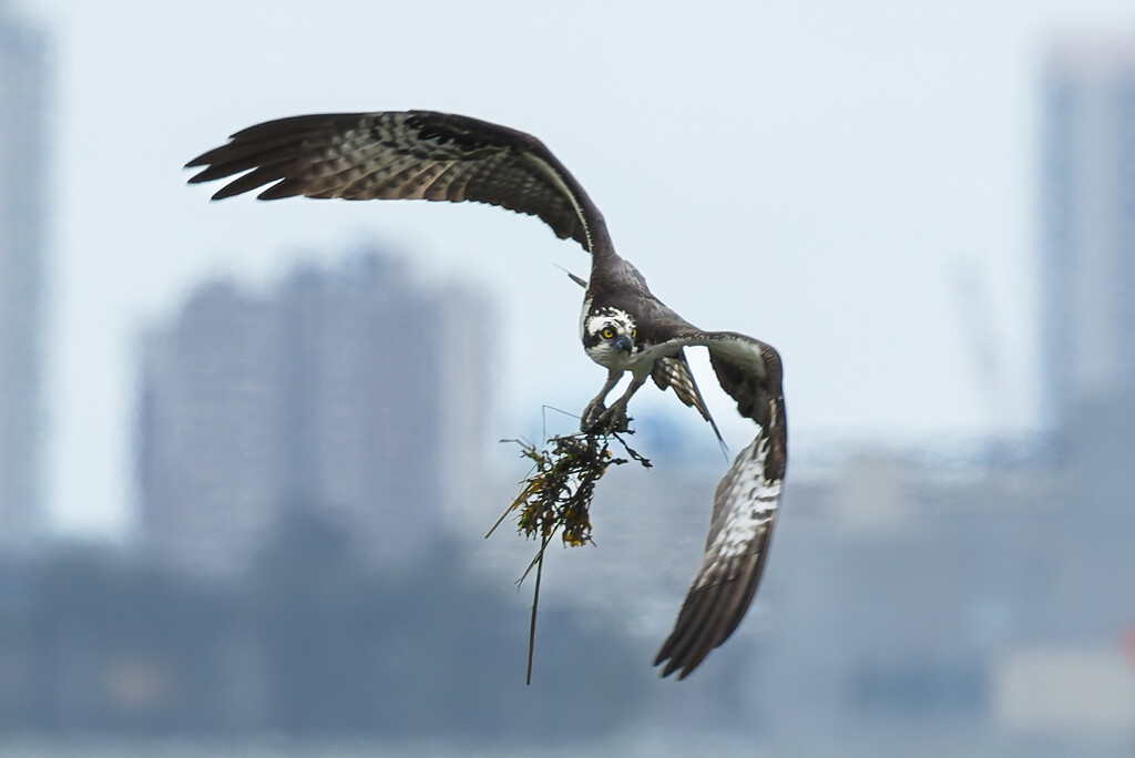 Nest Building by swchappell