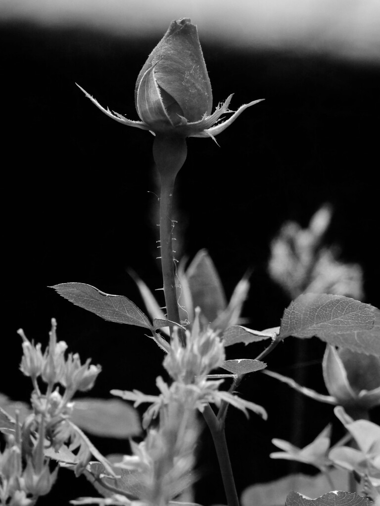 A bud among the weeds... by marlboromaam