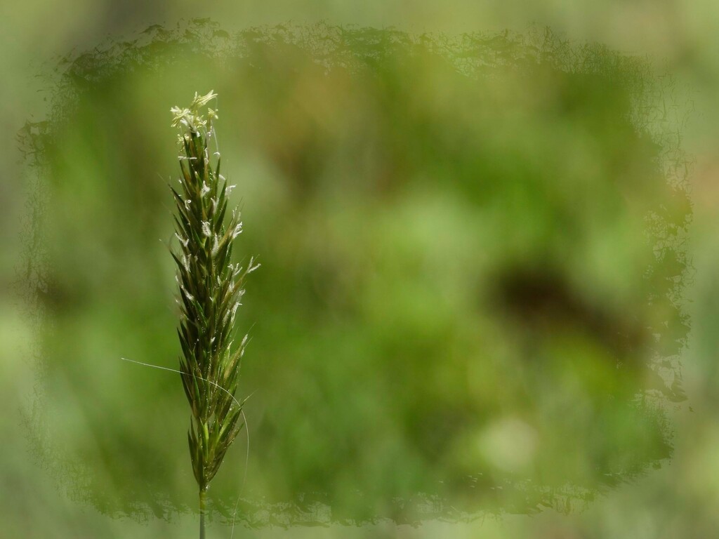 Sweet vernal grass head... by marlboromaam