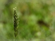 14th May 2024 - Sweet vernal grass head...