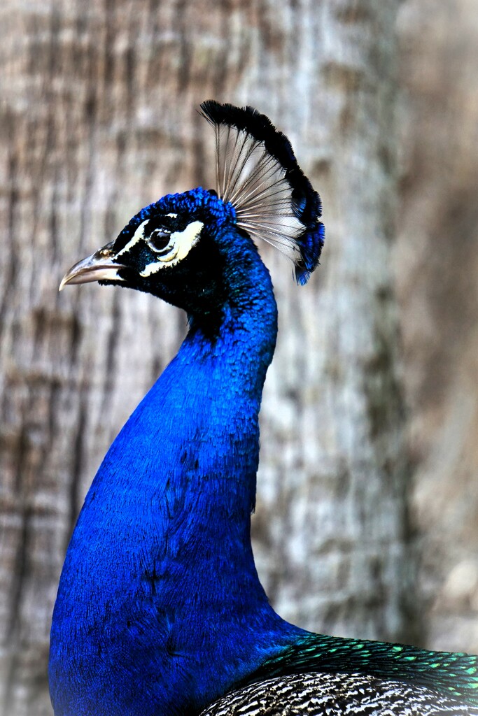 Peacock Headshot by photohoot