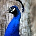 Peacock Headshot by photohoot