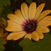 Yellow daisy......