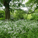  Wild in the Park. by wendyfrost