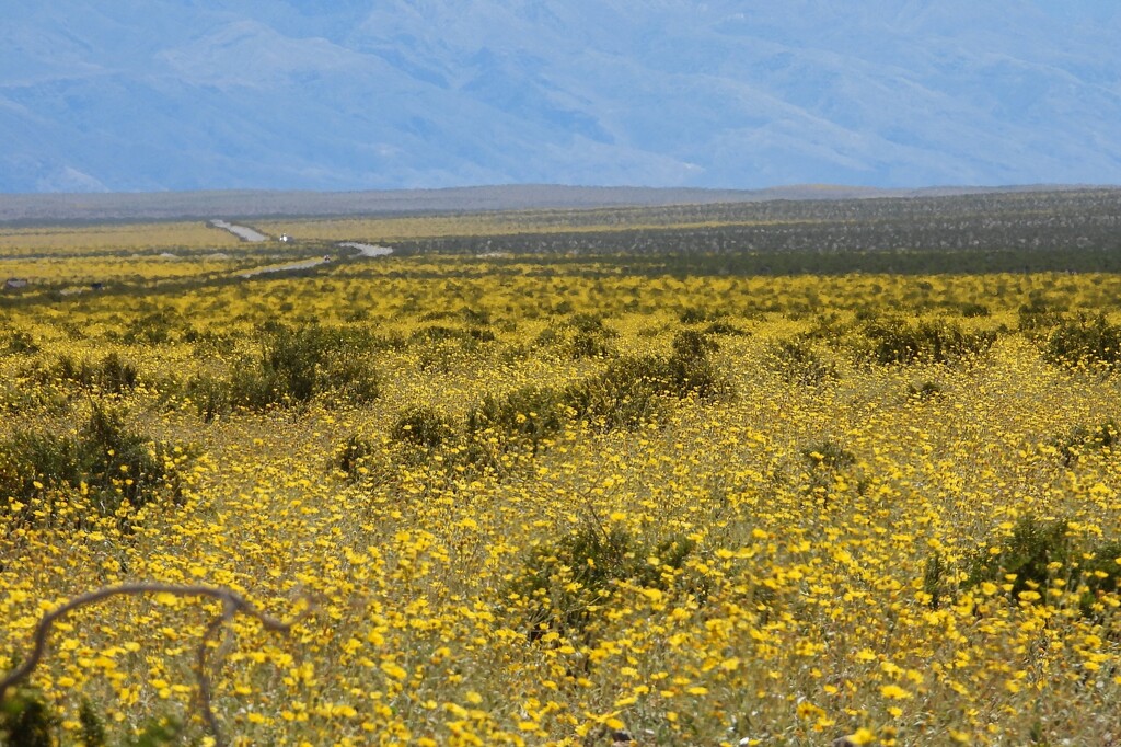 Super Bloom, Death Valley National Park, California, 2024 by janeandcharlie