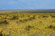14th May 2024 - Super Bloom, Death Valley National Park, California, 2024
