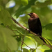 Brown Headed Cowbird by kvphoto