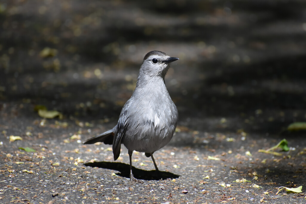 Catbird Walk by mhei