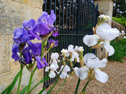 2nd May 2024 - flowers and gate