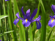 14th May 2024 - Iris