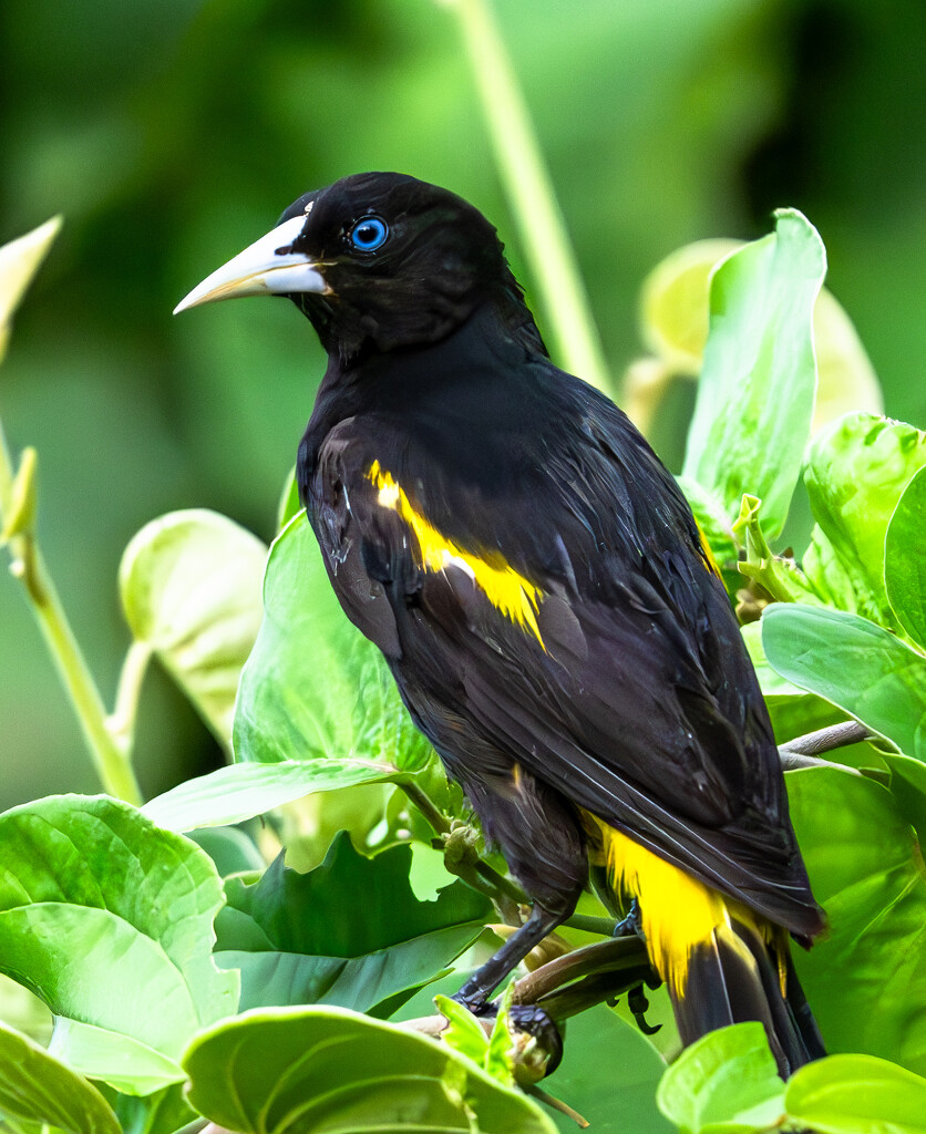 Yellow-Rumped Cacique by kathyladley