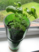 14th May 2024 - Basil