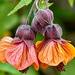 Abutilon I believe 