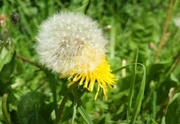 14th May 2024 - Dandelion flower and clock! 