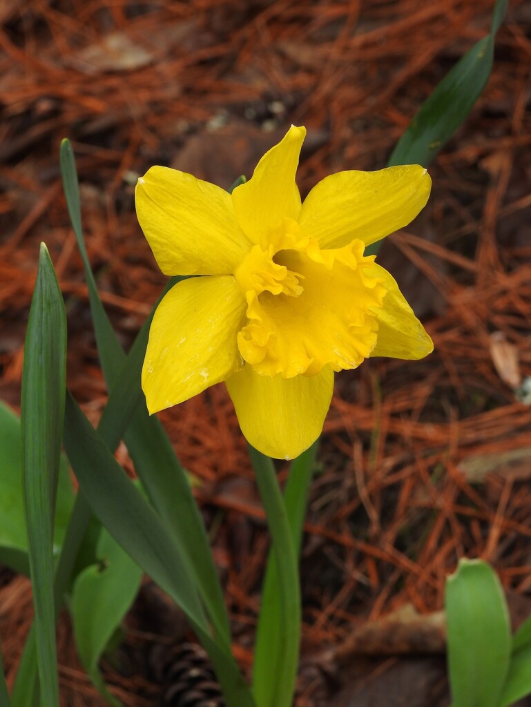 Daffodil by sunnygreenwood