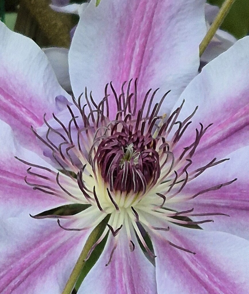 Clematis  by happyteg