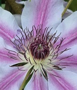 14th May 2024 - Clematis 