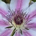 Clematis 