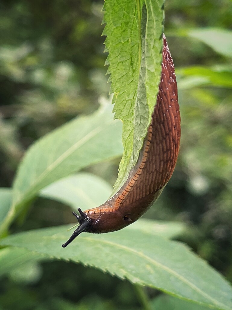 Just a slug, hanging out  by gaillambert