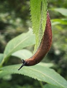 14th May 2024 - Just a slug, hanging out 
