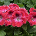 Geraniums