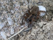 22nd Apr 2024 - Wolf spider … with baggage