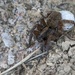 Wolf spider … with baggage