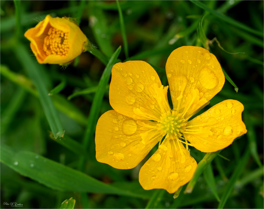 Common Buttercup by pcoulson