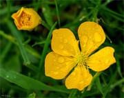 13th May 2024 - Common Buttercup