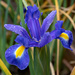 Iris Sibirica by pcoulson