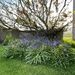 Garden Bluebells by lifeat60degrees